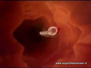 Sperma in cervix